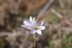 Ixia orientalis