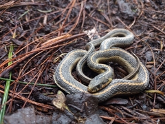 Thamnophis scalaris