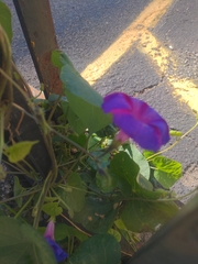 Ipomoea purpurea