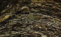 Cranioleuca pyrrhophia