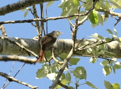 Cranioleuca pyrrhophia