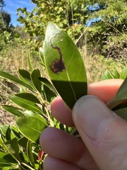 Phytomyza glabricola