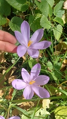 Crocus nudiflorus