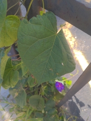 Ipomoea purpurea