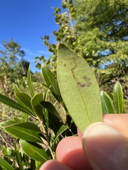 Phytomyza glabricola