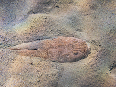 Uranoscopus scaber