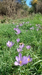 Crocus nudiflorus
