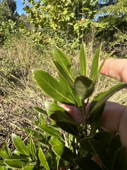 Phytomyza glabricola