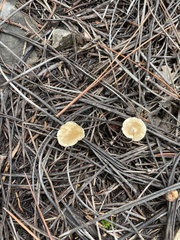 Leratiomyces percevalii