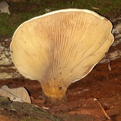 Tapinella panuoides