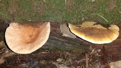 Tapinella panuoides