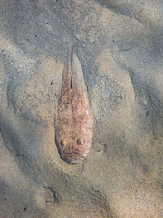 Uranoscopus scaber