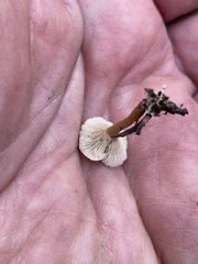 Leratiomyces percevalii