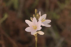 Ixia orientalis