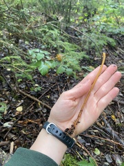 Macrotyphula fistulosa