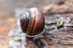 Helminthoglypta dupetithouarsi