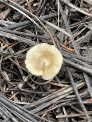 Leratiomyces percevalii