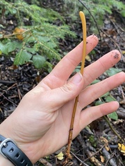 Macrotyphula fistulosa