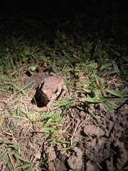 Sclerophrys capensis