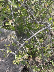 Forestiera