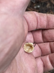 Leratiomyces percevalii