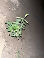 Vallesia glabra