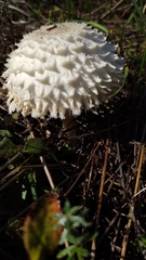 Leucoagaricus nympharum