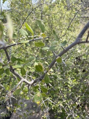 Forestiera
