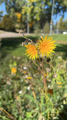 Sonchus arvensis