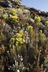 Syncarpha speciosissima