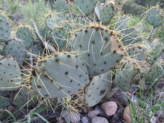 Opuntia chisosensis