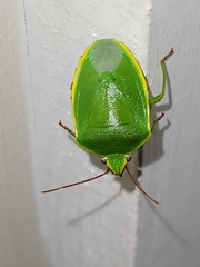 Glaucias samoanus