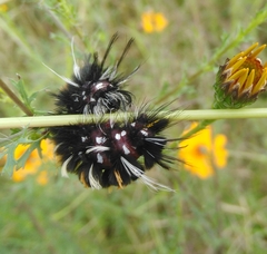 Phaegopterina