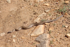 Crotalus willardi willardi