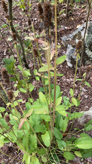 Betonica officinalis