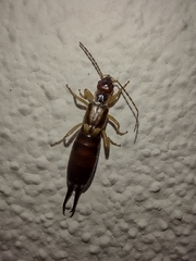 Forficula auricularia