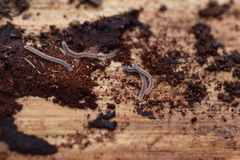 Gosodesmus claremontus