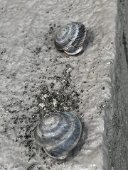 Caracolus marginella