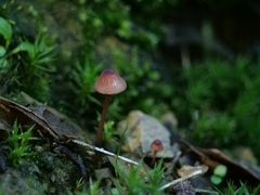 Mycena sanguinolenta