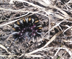 Phaegopterina