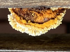 Pycnoporellus alboluteus