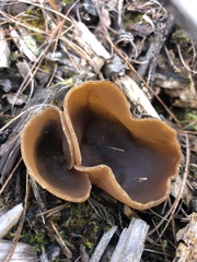 Peziza varia