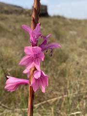 Watsonia lepida
