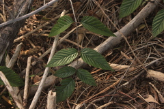 Rubus pinnatus