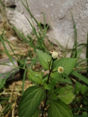Acmella radicans