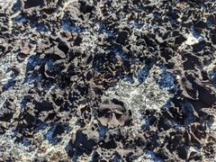 Lichinaceae