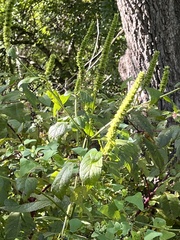 Agastache nepetoides