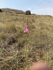 Watsonia lepida