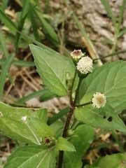 Acmella radicans