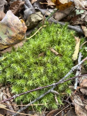 Pseudevernia furfuracea